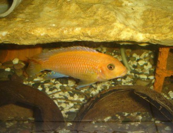 freshwater fish - pseudotropheus kingsizei stocking in 70 gallons tank - Pseudotropheus kingsizei "lupingu"