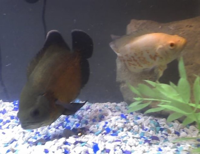 freshwater fish - astronotus ocellatus - red oscar stocking in 20 gallons tank - My Oscar's Thrasher & Princess
