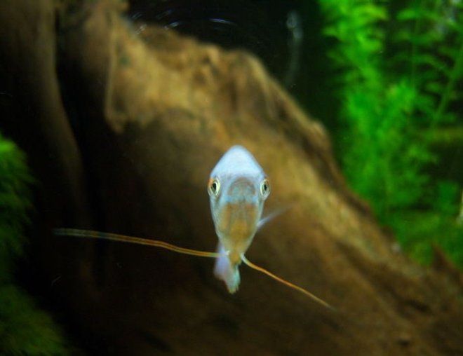 freshwater fish stocking in 55 gallons tank - blue