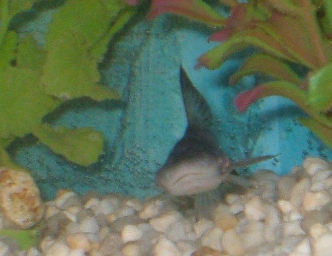 freshwater fish - dun dun shark stocking in 75 gallons tank - DUNDUN DUNDUN  SHARK!!!!!!!