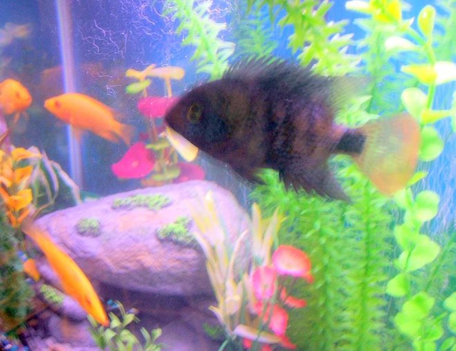 freshwater fish stocking in 30 gallons tank - pic