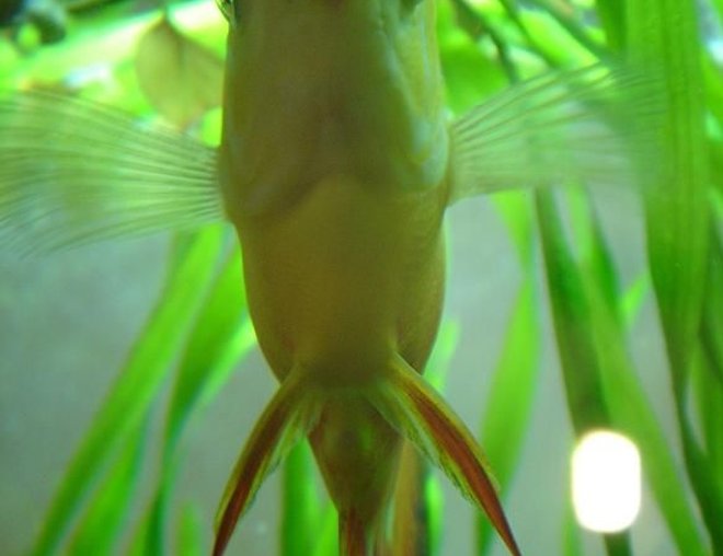 freshwater fish - symphysodon sp. - red marlboro discus stocking in 50 gallons tank - close up of my red marlboro