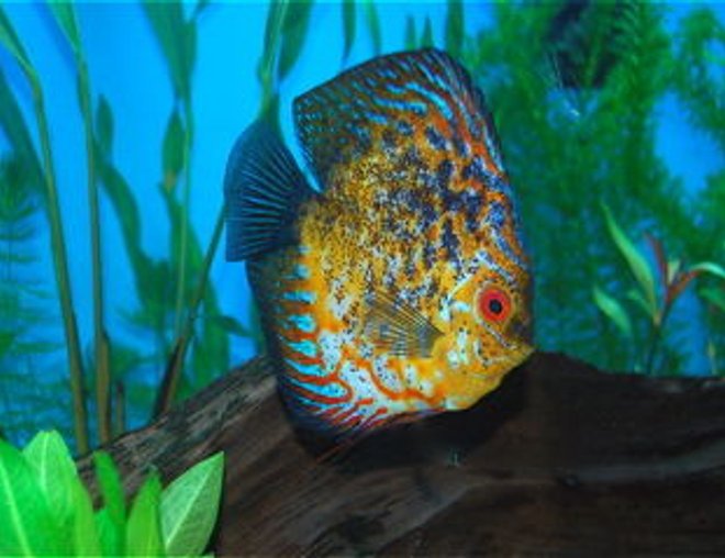 freshwater fish - phoenix discus stocking in 55 gallons tank - Phoenix!