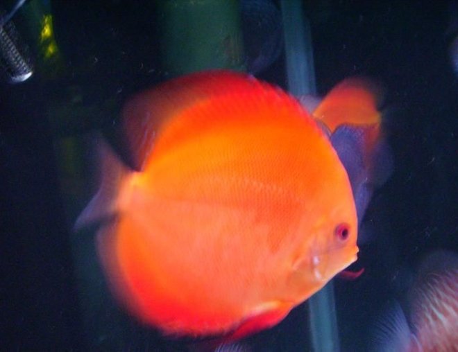 freshwater fish - super melon discus stocking in 150 gallons tank - The Super Melon