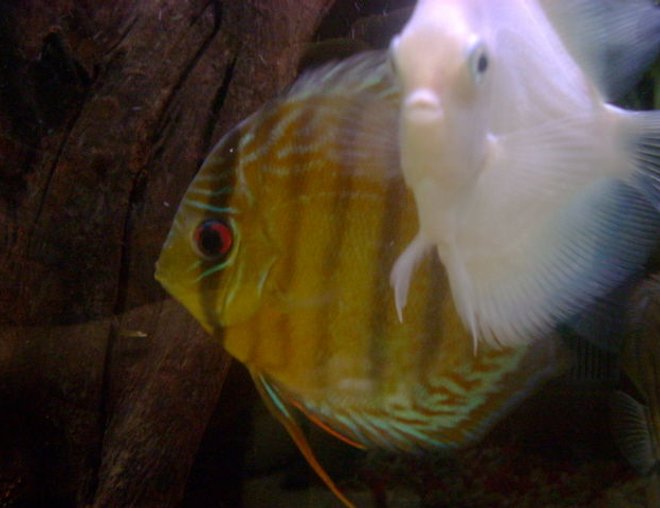 freshwater fish - symphysodon sp. - yellow marlboro discus stocking in 55 gallons tank - freshwater discus
