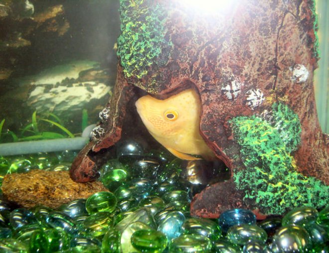 freshwater fish stocking in 30 gallons tank - Toe Jam likes to hide in his hideout, it suppose to resemble a bell.