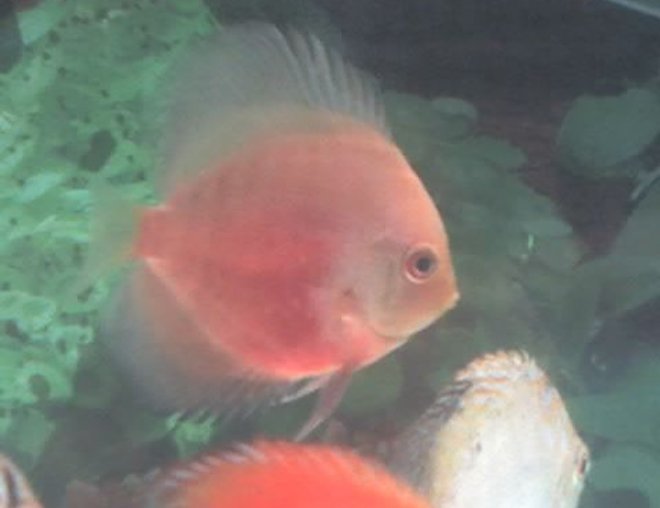 freshwater fish - symphysodon sp. - red marlboro discus stocking in 60 gallons tank - Yellow Red Discus