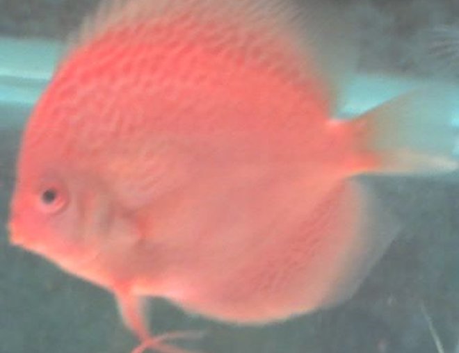 freshwater fish - spotted red discus stocking in 60 gallons tank - Spotted Red Discus