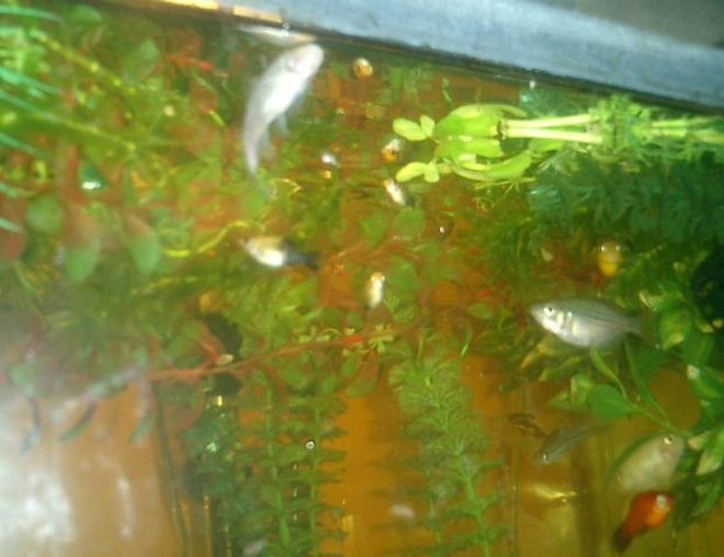 freshwater fish stocking in 125 gallons tank - SOME OF MY FISHIES. CAN YOU TELL WHO IS WHO ?