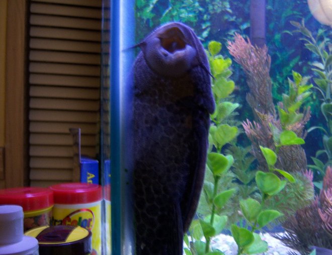 freshwater fish stocking in 46 gallons tank - big O black sucker fish