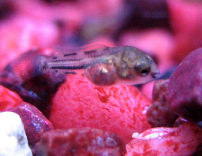freshwater fish - cichlid stocking in 10 gallons tank - 12 Day Old Cichlid Fry