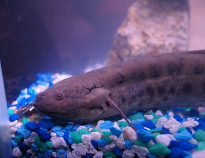freshwater fish - lungfish stocking in 75 gallons tank - My lung fish close up