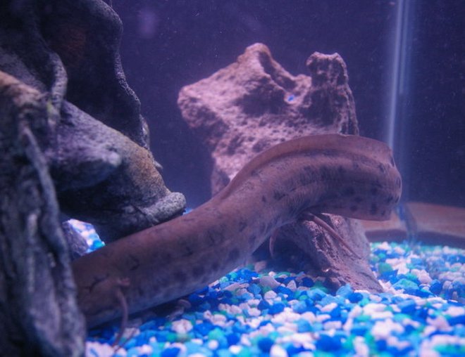 freshwater fish - lungfish stocking in 75 gallons tank - My lung fish he is so wierd he stayed like that for almost an hour and no its not cause he dead