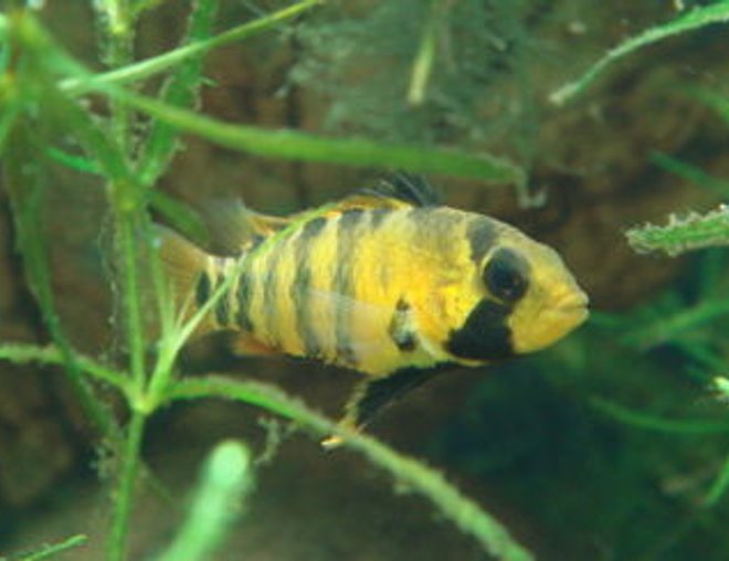 freshwater fish - apistogramma baenschi stocking in 999 gallons tank - Female Apisto. baenschi in breeding dress.