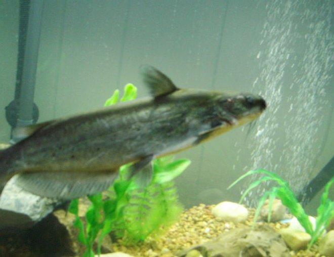 freshwater fish stocking in 75 gallons tank - 10 inch catfish