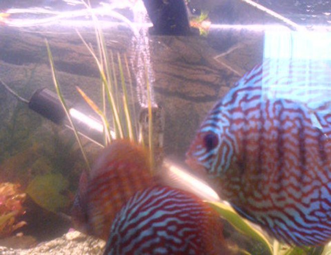 freshwater fish - symphysodon spp. - snakeskin discus stocking in 200 gallons tank - discus