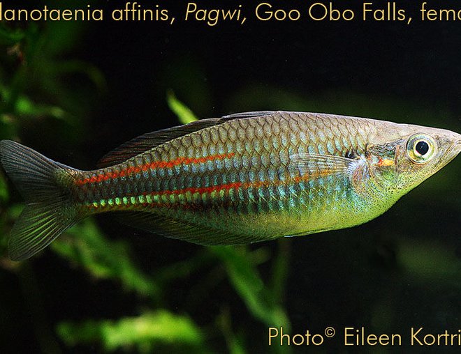 freshwater fish - new guinea rainbowfish - melanotaenia affinis stocking in 75 gallons tank - Melanotaenia affinis (New Guinea rainbowfish) female, var Pawgi, Goo Obo Falls locale, 3.5" TL, 2 years old.