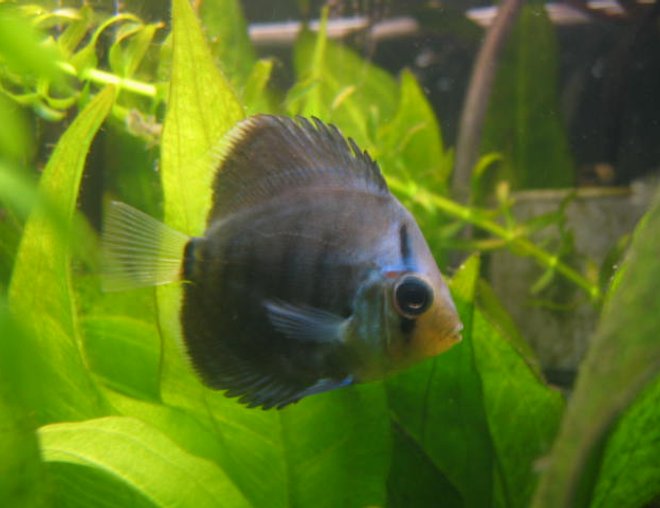 freshwater fish - symphysodon sp. - ocean green discus stocking in 55 gallons tank - my baby infant
