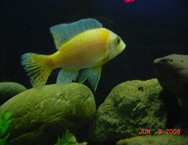 freshwater fish - lavender peacock stocking in 75 gallons tank - Dragons Blood AHA Lavender Peacock as We Call Him, "Max"