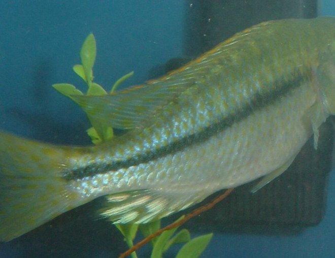 freshwater fish - dimidiochromis kiwinge stocking in 75 gallons tank - Dimidiochromis Kiwinge - Male