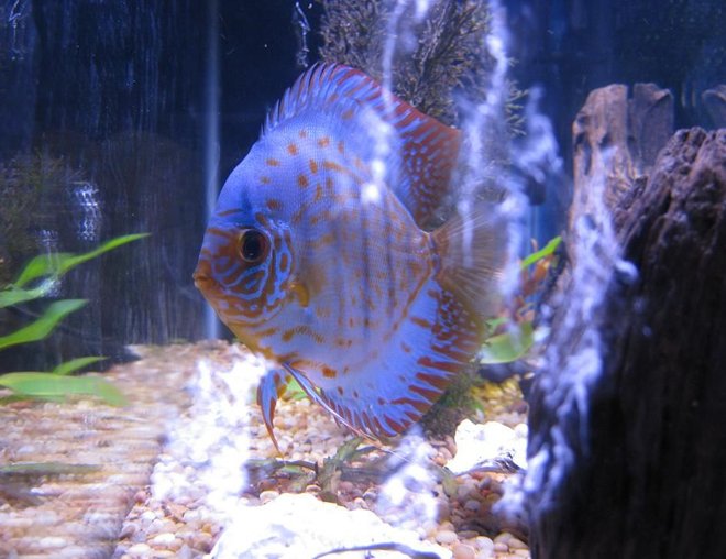 freshwater fish - baby blue panda discus stocking in 38 gallons tank - Discus
My 38 Gallon Aquarium, 3 Discus, 6 Tiger Barbs, 3 Chinese Algae Eaters, one Gold Nugget Pleco, and a Gold Chinese Algae Eater. I'm using a Marineland C-Series Multi Stage Canister Filter C-220, the best fiter out there. I personaly think this filter is better then the Eheim, because it allows no bypass, it forces the water through the filter media trays and not around them, all the other canisters allow 40% to 60%.