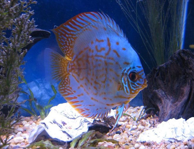 freshwater fish - baby blue panda discus stocking in 38 gallons tank - Discus
My 38 Gallon Aquarium, 3 Discus, 6 Tiger Barbs, 3 Chinese Algae Eaters, one Gold Nugget Pleco, and a Gold Chinese Algae Eater. I'm using a Marineland C-Series Multi Stage Canister Filter C-220, the best fiter out there. I personaly think this filter is better then the Eheim, because it allows no bypass, it forces the water through the filter media trays and not around them, all the other canisters allow 40% to 60%.