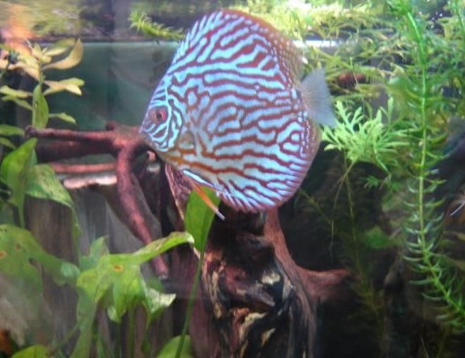freshwater fish - blue turquoise discus stocking in 113 gallons tank - Blue-turquoise discus fish
(probably a female)
