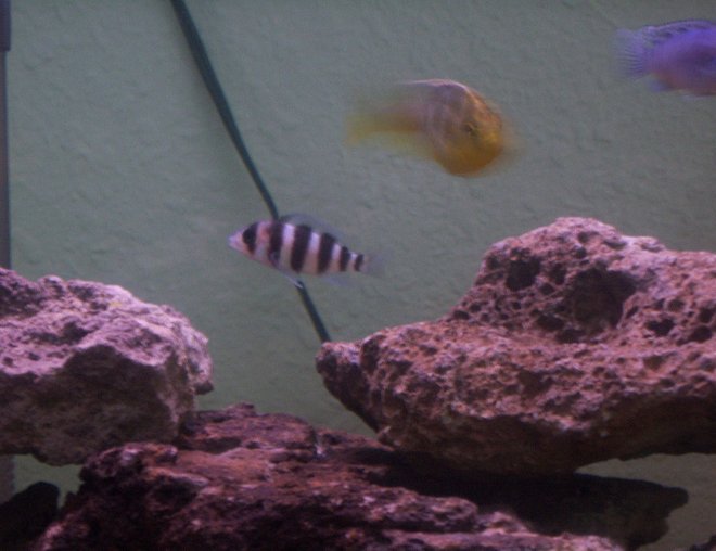 freshwater fish - cyphotilapia frontosa - frontosa cichlid stocking in 55 gallons tank - my favorite fish the frontosa cant wait tell he gets his lump