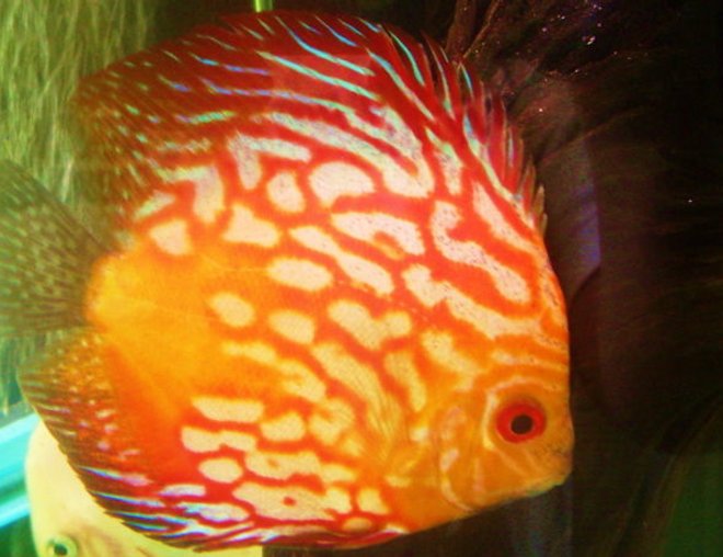 freshwater fish - fire dragon discus stocking in 55 gallons tank - fresh water discus