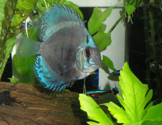 freshwater fish - symphysodon sp. - blue diamond discus stocking in 55 gallons tank - One of my  blue discus with some cardinal tetras in the background
