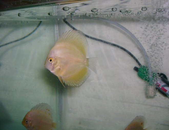 freshwater fish - golden discus stocking in 50 gallons tank - golden discus