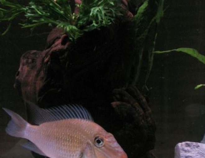 freshwater fish - satanoperca sp. stocking in 75 gallons tank - She's almost 2 yrs old, a mom to lotsa babies and still maintain good shape; satanoperca sp.redlip