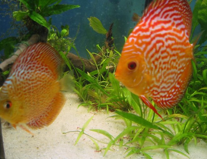 freshwater fish - red white discus - Discus