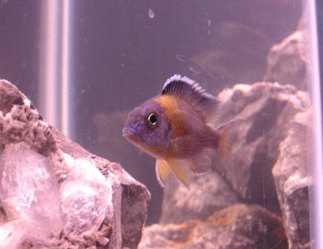 freshwater fish stocking in 60 gallons tank - AulonocaRA stuartgranti "galleriya reef"