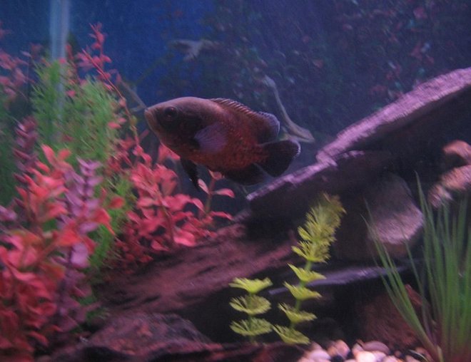 freshwater fish - astronotus ocellatus - red oscar stocking in 60 gallons tank - Red Oscar (Rosie)