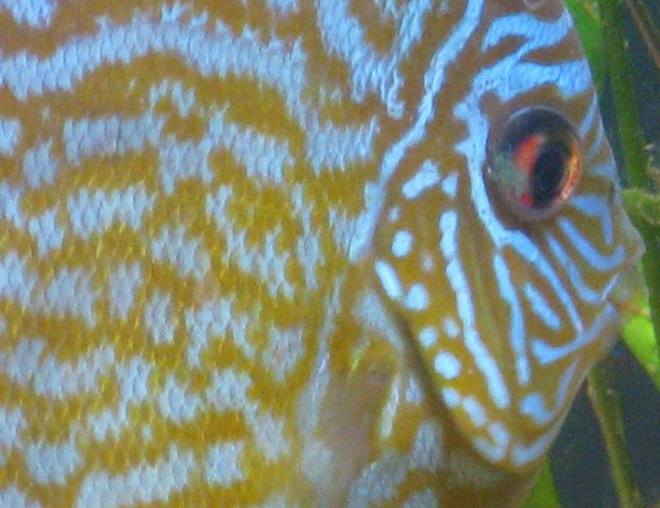 freshwater fish - symphysodon sp. - pigeon blood discus stocking in 135 gallons tank - Discus close-up