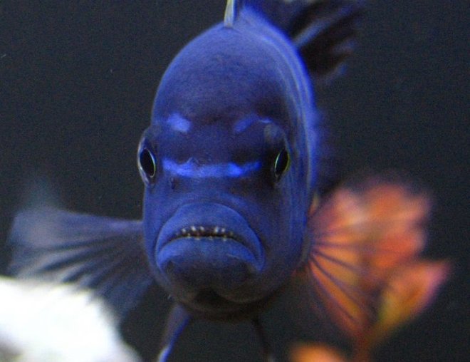 freshwater fish - pseudotropheus red top gallireya stocking in 125 gallons tank - Red top Dwarf bearing TEETH !!!