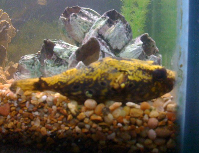 freshwater fish - dragon puffer fish stocking in 75 gallons tank - This is Puffy, my Dragon Puffer