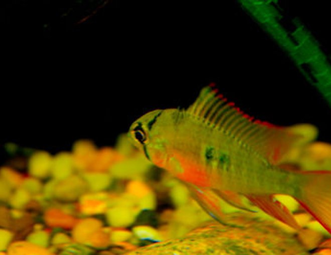 freshwater fish - microgeophagus altispinosa - bolivian ram - Bolivian.