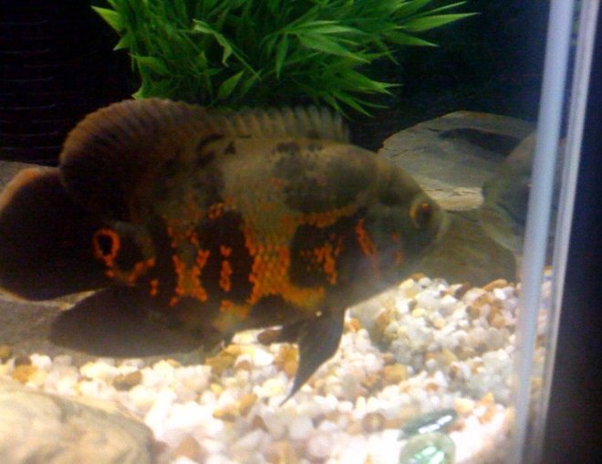 freshwater fish - astronotus ocellatus - tiger oscar stocking in 55 gallons tank - Morty checkin himself out!