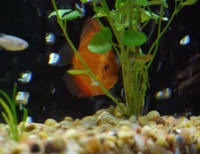 freshwater fish - symphysodon sp. - yellow marlboro discus stocking in 55 gallons tank - Discus hiding behind a Mint Charlie.