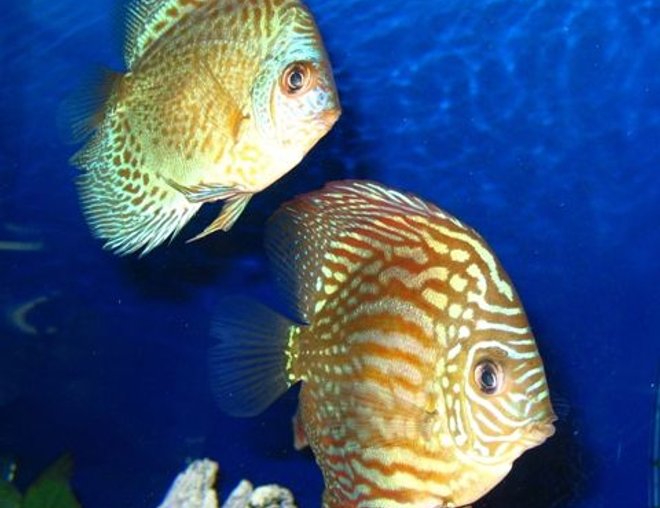 freshwater fish - red turquoise discus stocking in 150 gallons tank - Green and Red Turquoise Discus