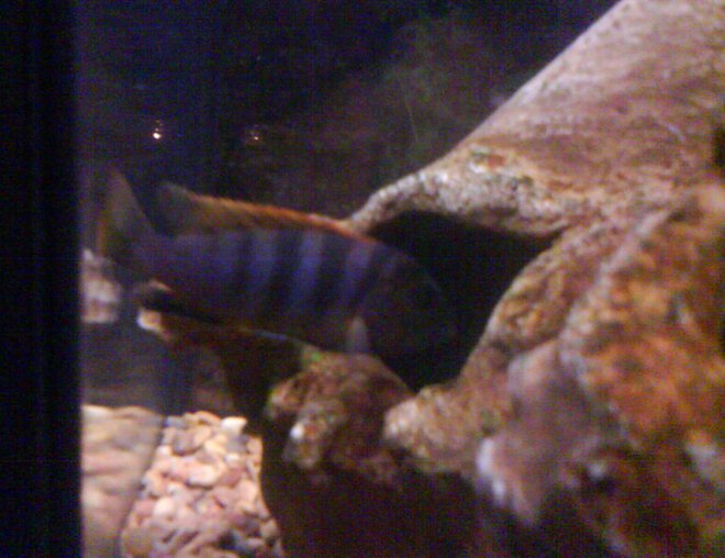 freshwater fish - metriaclima pyrsonotos stocking in 36 gallons tank - this is the first female to have a sucsesful batch