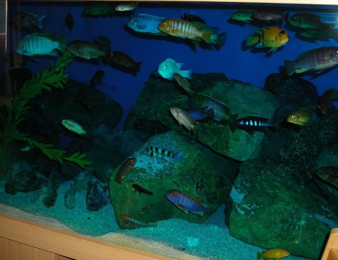 freshwater fish stocking in 180 gallons tank - Mbuna tank 2nd pic