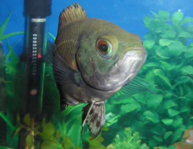freshwater fish - astronotus ocellatus - tiger oscar stocking in 55 gallons tank - Hermes! (Oscar)