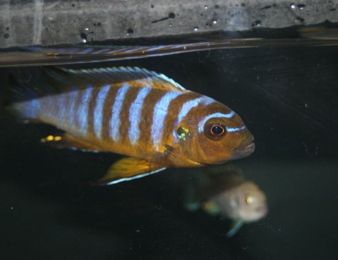 freshwater fish - pseudotropheus sp. 'zebra long pelvic' mdoka stocking in 55 gallons tank - long pelvic mdoka