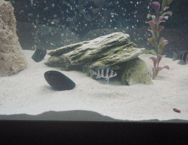 freshwater fish - cyphotilapia frontosa - frontosa cichlid stocking in 55 gallons tank - frontosa