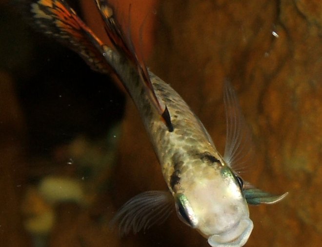 freshwater fish - mick jagger stocking in 320 gallons tank - Mick Jagger