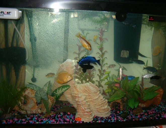 freshwater fish stocking in 28 gallons tank - My kids!