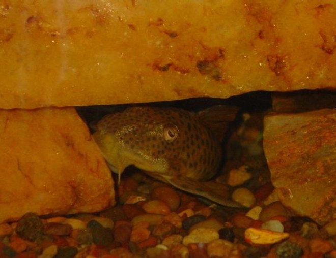 freshwater fish - pleco ancistomus big spot l163 stocking in 55 gallons tank - My L163 Cobra ~  Cookie Dough, the boys named her, it fits just fine~